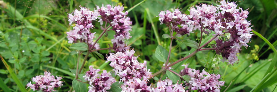 Душица обыкновенная. Лечебные свойства и применение