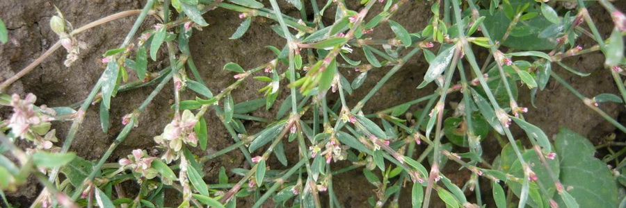 Экстракт горца птичьего