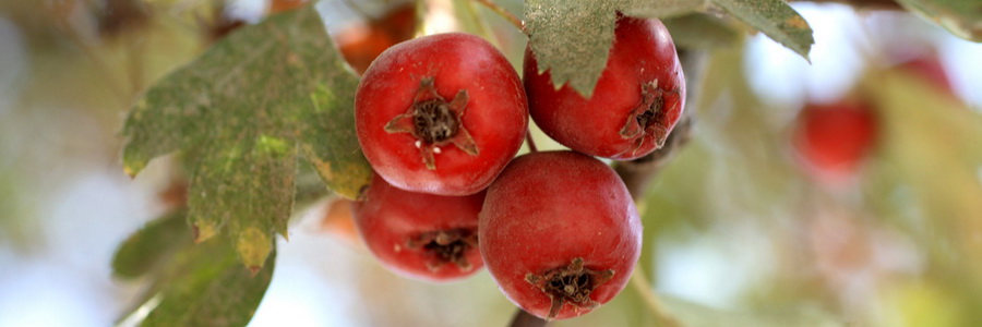 Боярышник – полезные свойства, применение и противопоказания