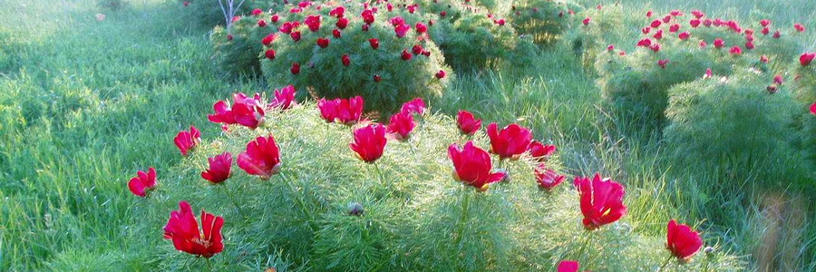 Пион. Лечебные свойства, состав, применение