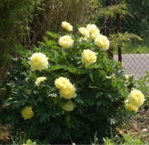 Пион желтый