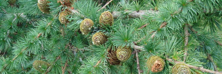 Дигидрокверцетин. Лечебные свойства и применение