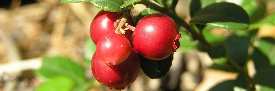 Толокнянка – какие у неё свойства