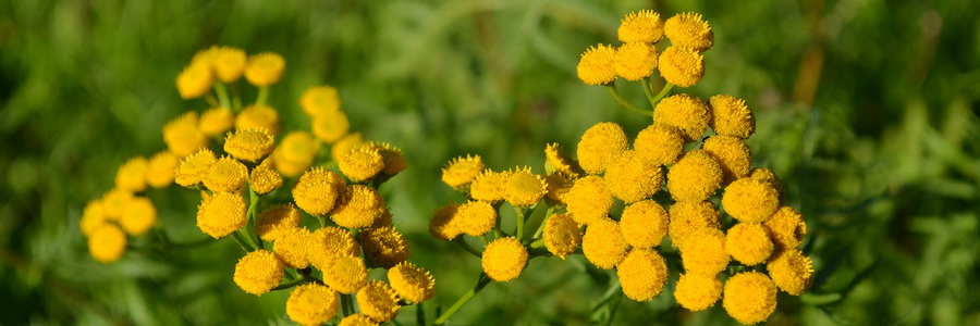 Цветки пижмы обыкновенной. Лечение и противопоказания