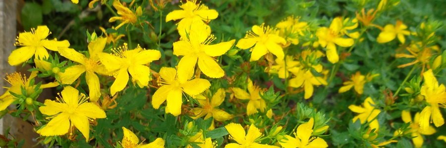 Экстракт зверобоя продырявленного. Свойства и способ применения