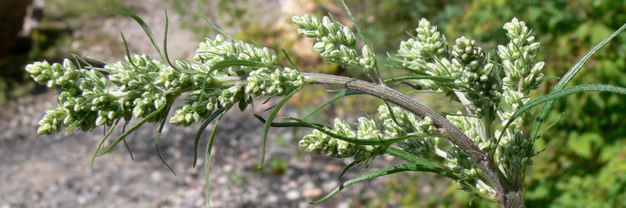 Экстракт полыни обыкновенной
