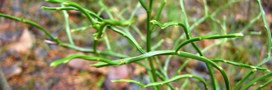 Побеги черники. Применение и полезные свойства