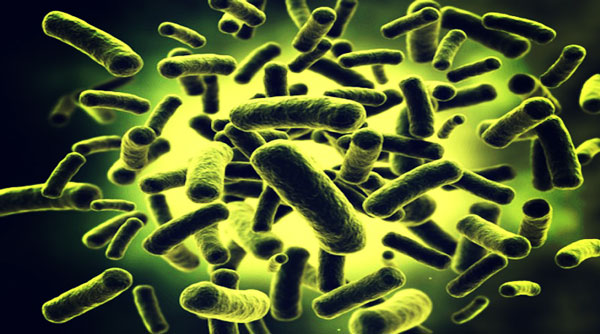 бифидобактерии