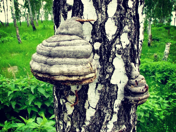 Польза чаги для здоровья