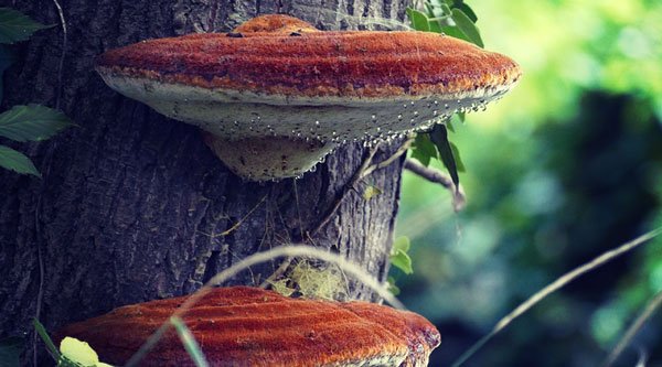 Чага: польза и использование