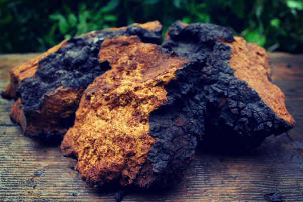 Польза чаги для здоровья