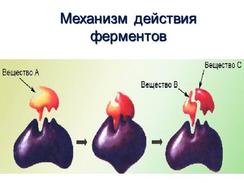 Ферментативные реакции