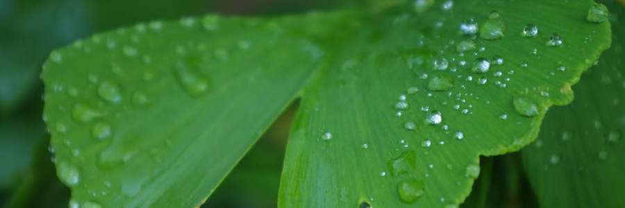 Экстракт Гинкго Билоба. Лечебные свойства и применение