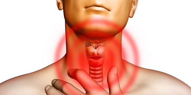 Гормоны и ферменты
