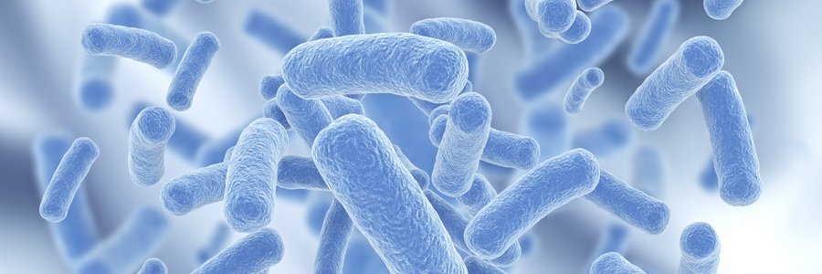Лактобактерии – зачем они нужны в организме
