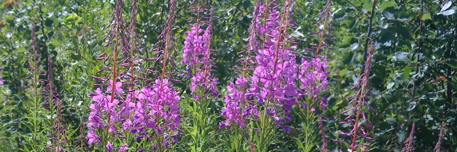 Кипрей. Полезные свойства и применение