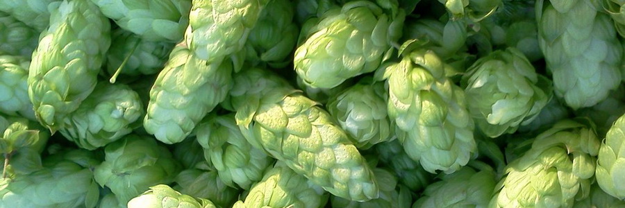 Шишки хмеля. Лечебные свойства и применение