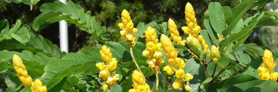 Лист сенны – эффективное средство для похудения