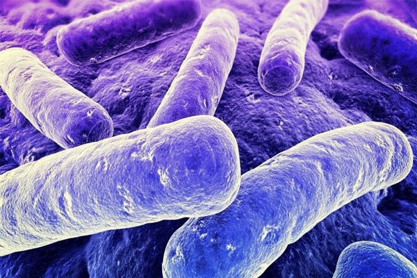 лактобактерии