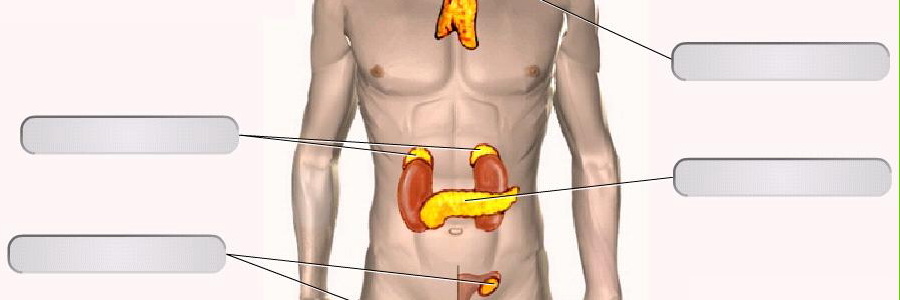 Липаза - её свойства на организм и методы диагностики