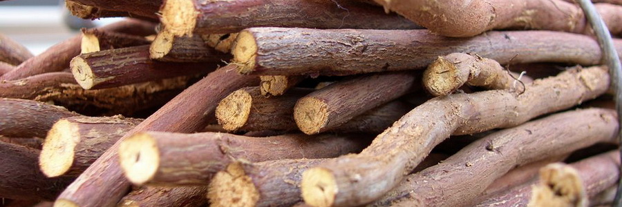 Корень солодки. Лечебные свойства и применение