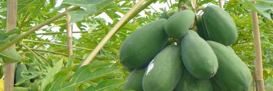 Папаин. Полезные свойства и применение