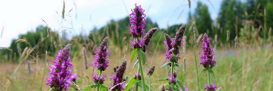 Чабрец. Полезные свойства и показания к применению