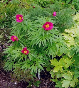 Пион уклоняющийся