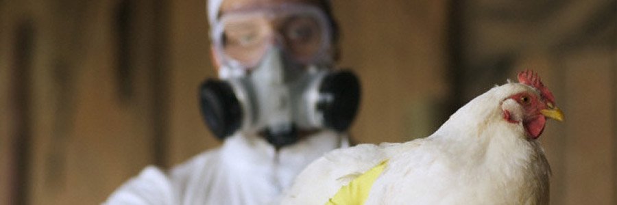 Птичий грипп - пути заражения, симптомы, лечение