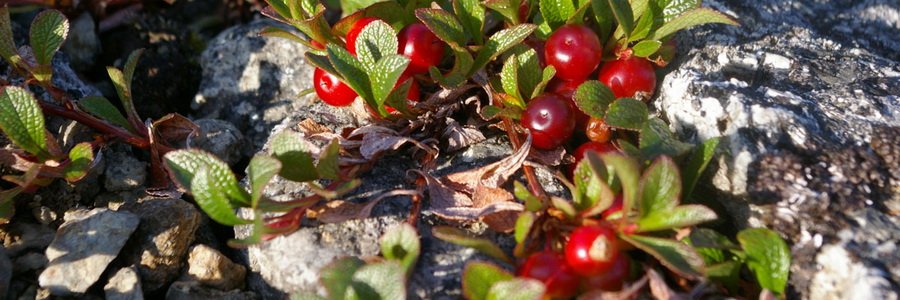 Толокнянка (медвежьи ушки). Применение в лечебных целях