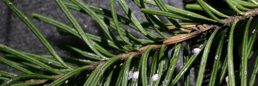 Полипренолы. Лечебные свойства и применение