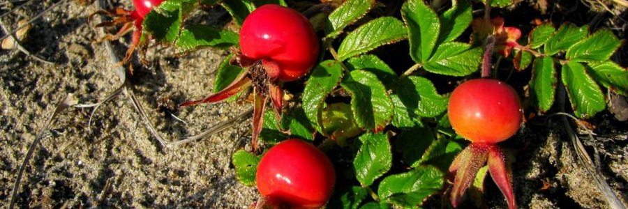 Шиповник майский. Свойства и лечебное применение