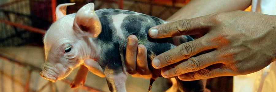 Свиной грипп