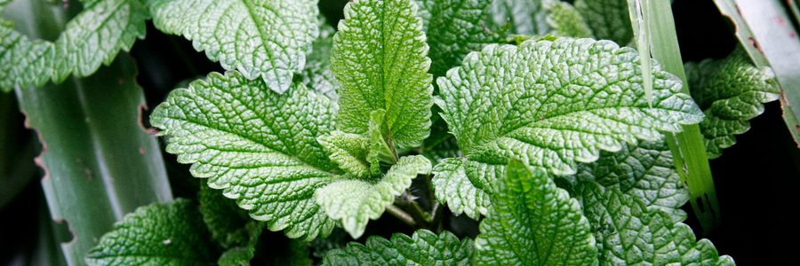 Листья мяты перечной. Целебные свойства и применение