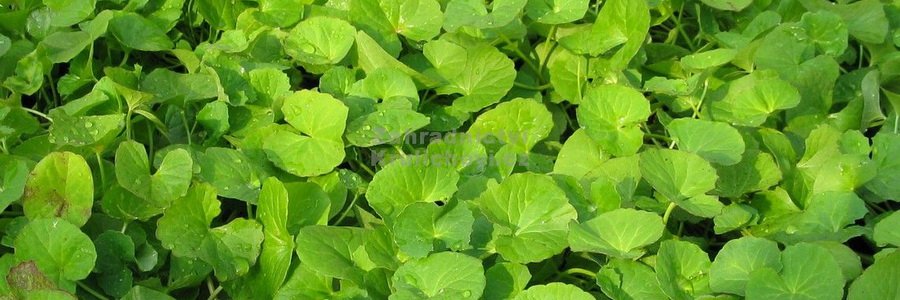 Плоды Готу кола