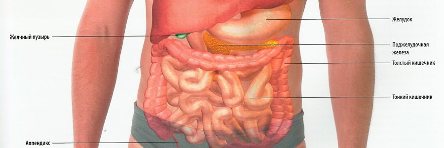Амилаза – как он действует в организме человека